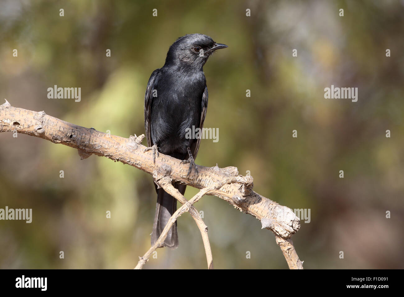 Southern black-flycatcher, Melaenornis pammelaina, singolo uccello sul ramo, Sud Africa, Agosto 2015 Foto Stock