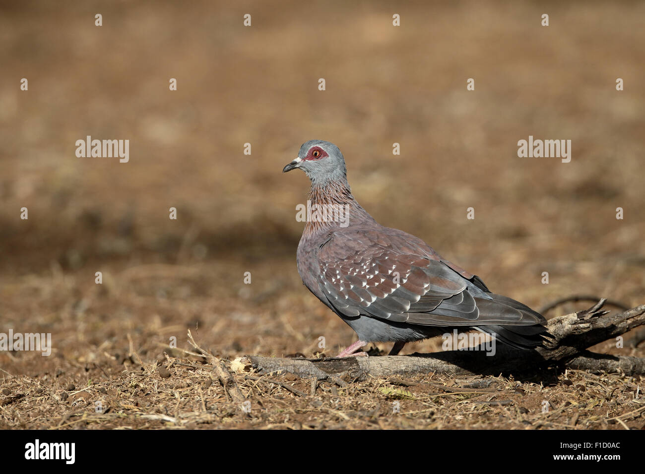 Spectacled pigeon, Columba guinea, singolo uccello sul terreno, Sud Africa, Agosto 2015 Foto Stock