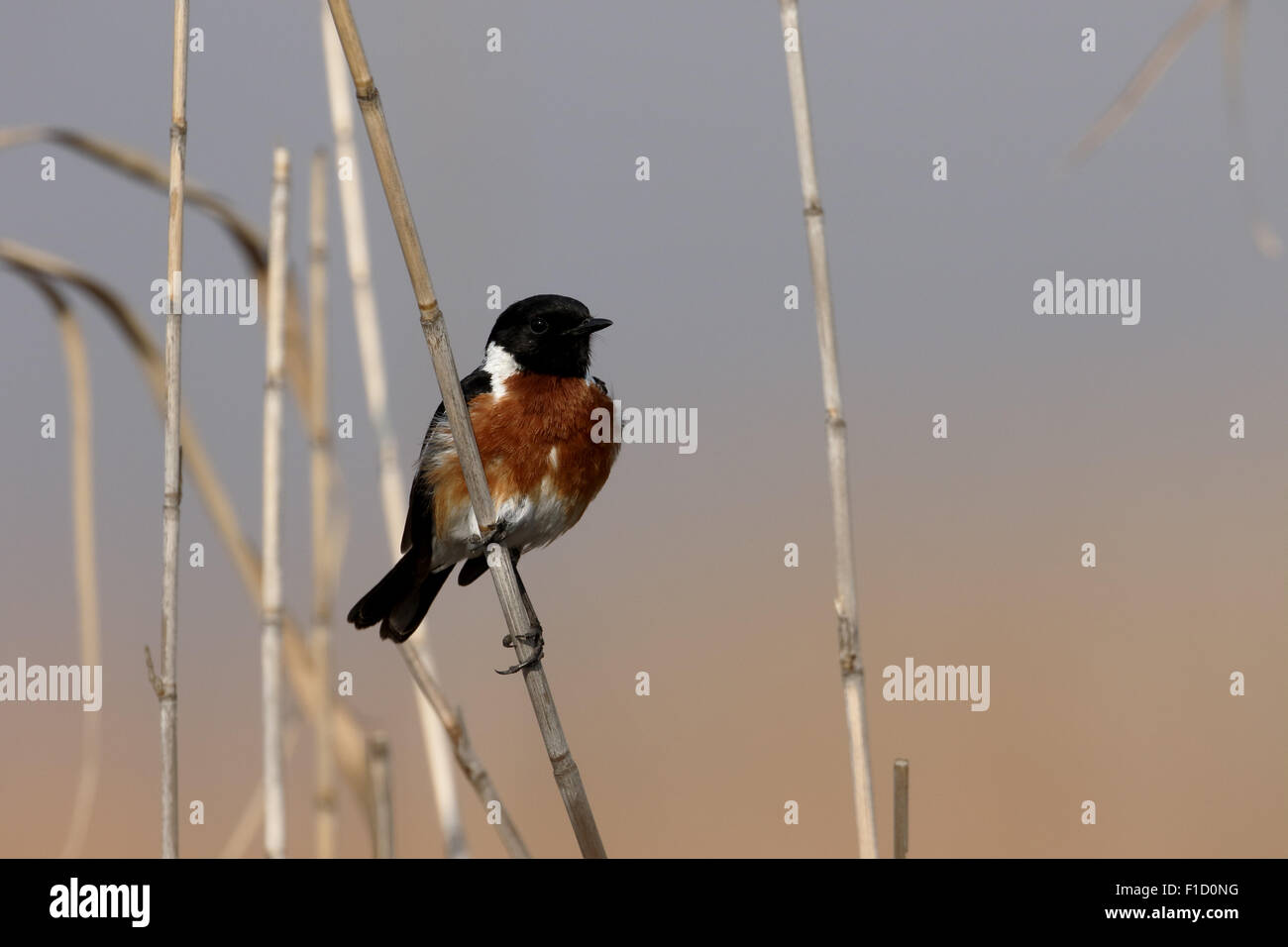 Stonechat, Saxicola torquata, maschio singolo sul ramo, Sud Africa, Agosto 2015 Foto Stock