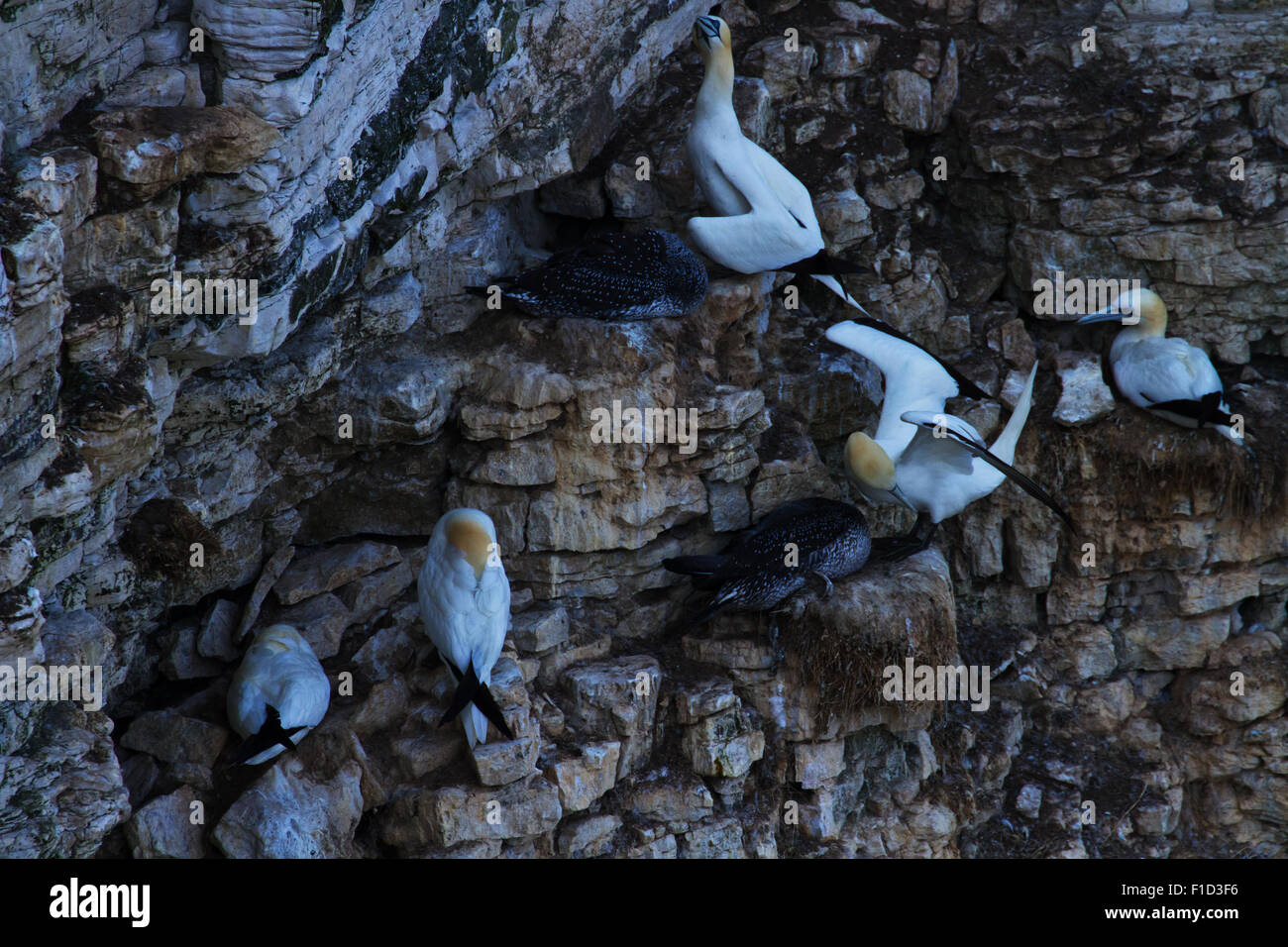 Sule nesting con novellame a Bempton Cliffs Foto Stock