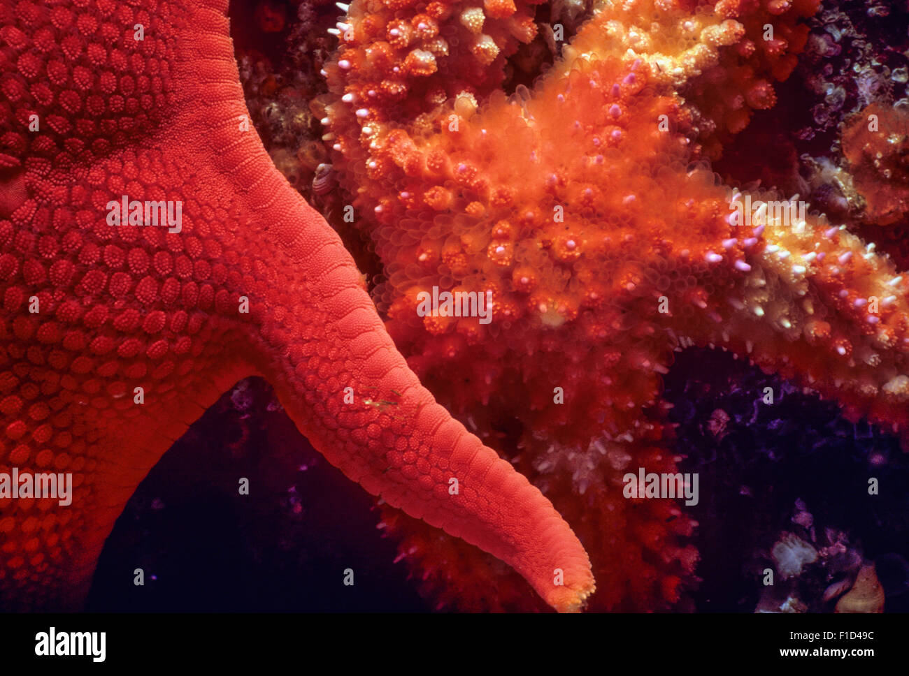 Close-up di Red Sea Star (Mediaster aequalis). Queen Charlotte Strait, British Columbia, Canada, Oceano Pacifico settentrionale. Foto Stock