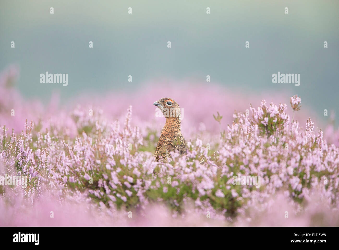 Red Grouse colpo alla testa tra Heather sul Yorkshire Moors. Foto Stock