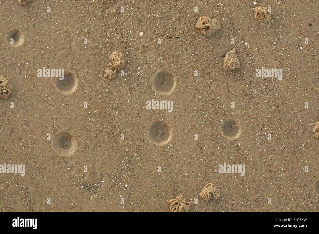 Lugworm Burrows su Nairn Beach Foto Stock