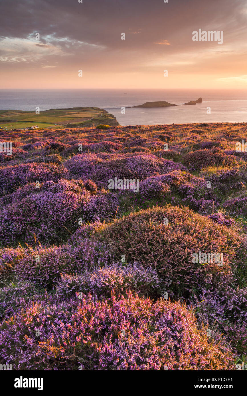 Tramonto e Heather a Rhossili Bay si affaccia su vite senza fine il capo all'Gower, nel Galles del Sud. Regno Unito Foto Stock