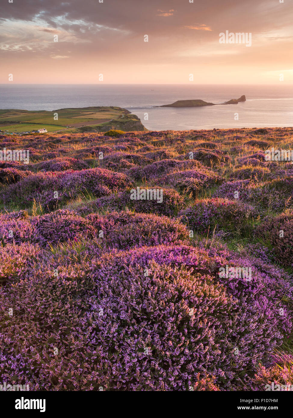 Tramonto e Heather a Rhossili Bay si affaccia su vite senza fine il capo all'Gower, nel Galles del Sud. Regno Unito Foto Stock