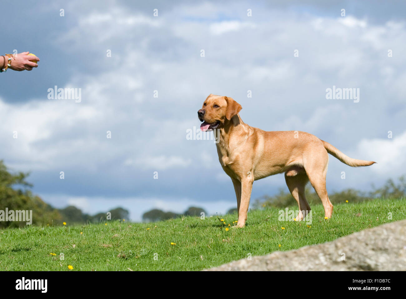 Il labrador in attesa per la sfera per essere gettato Foto Stock