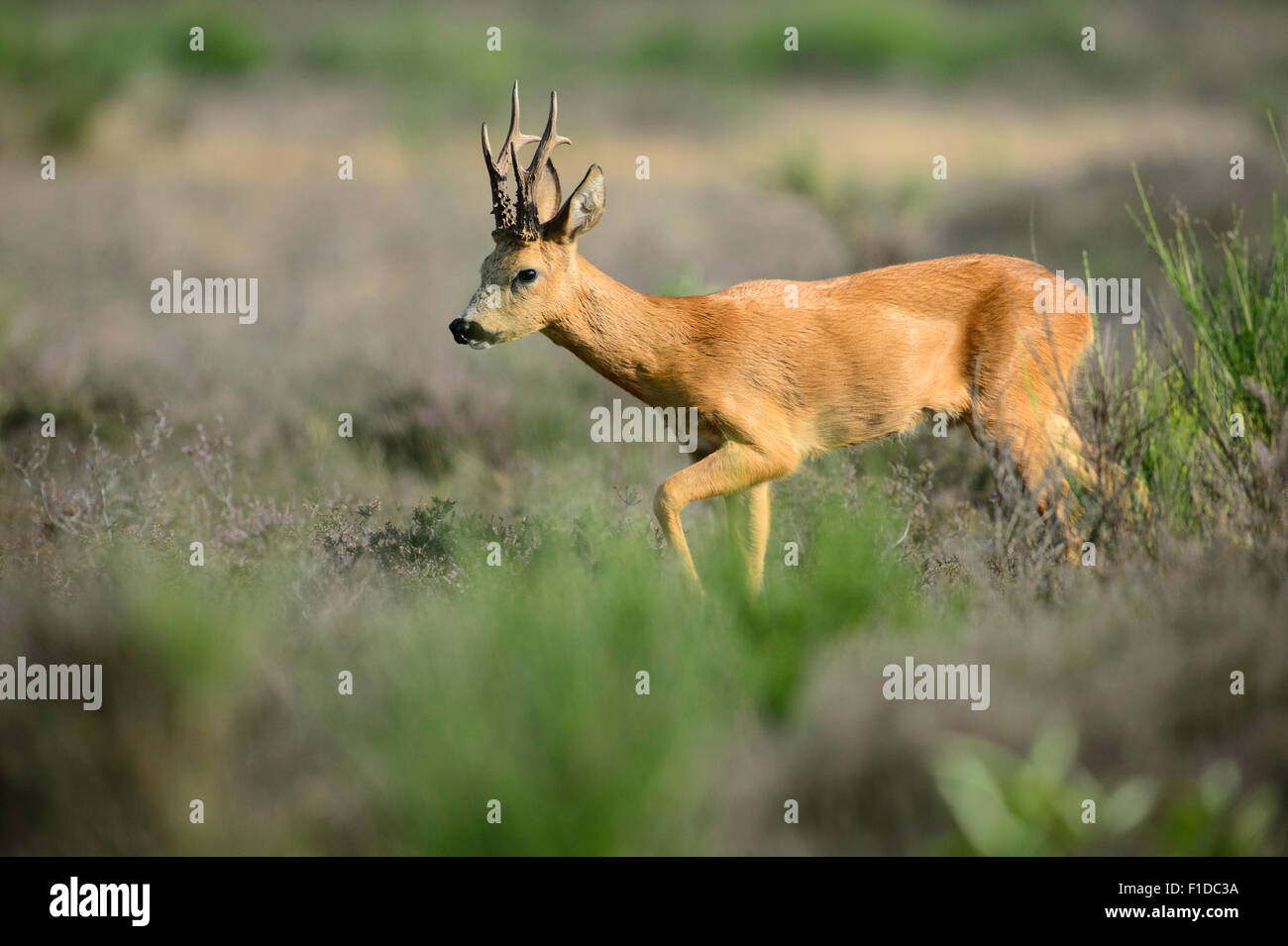 Il Roe Deer buck con grandi corna di cervo Foto Stock