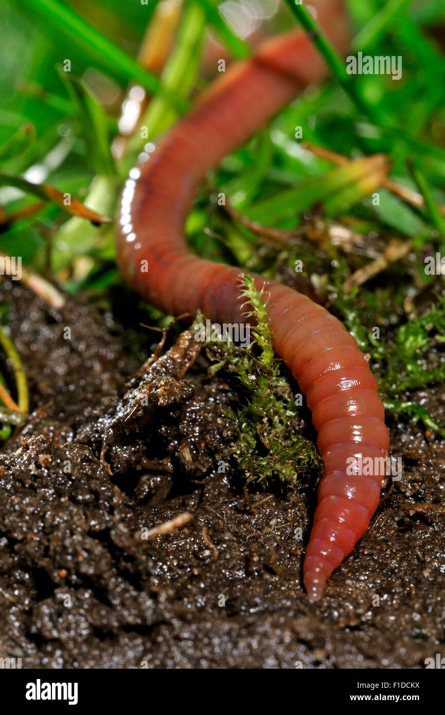 Lombrico comune / worm lob (Lombrico terrestris) scavando nel terreno in giardino prato Foto Stock