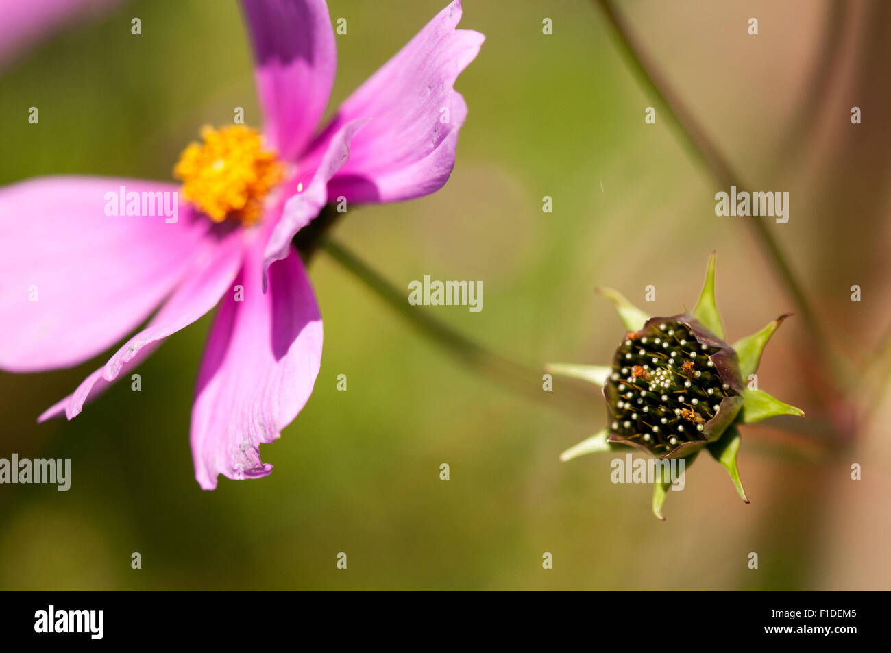 Aster messicano (Cosmos bipinnatus) sementi pod e un fiore rosa al riparto di Londra, Inghilterra Foto Stock