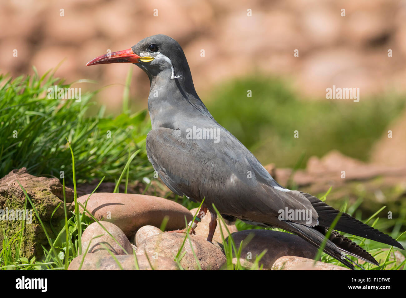 Ritratto di un Inca Tern su una roccia Foto Stock