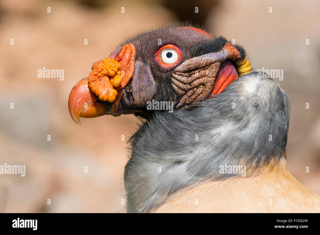 Ritratto di una King Vulture (Sarcoramphus papa) Close-up Foto Stock