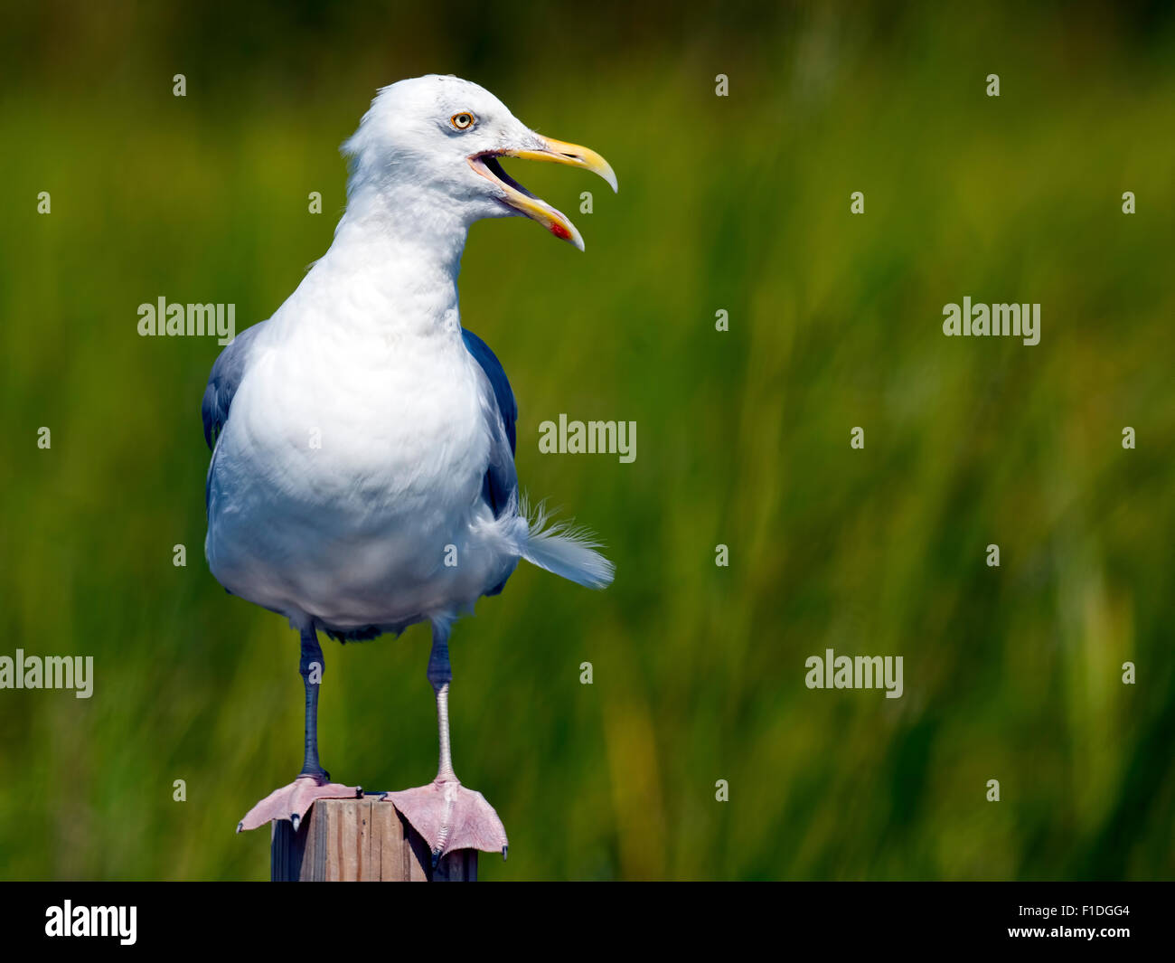 Gabbiano reale Foto Stock