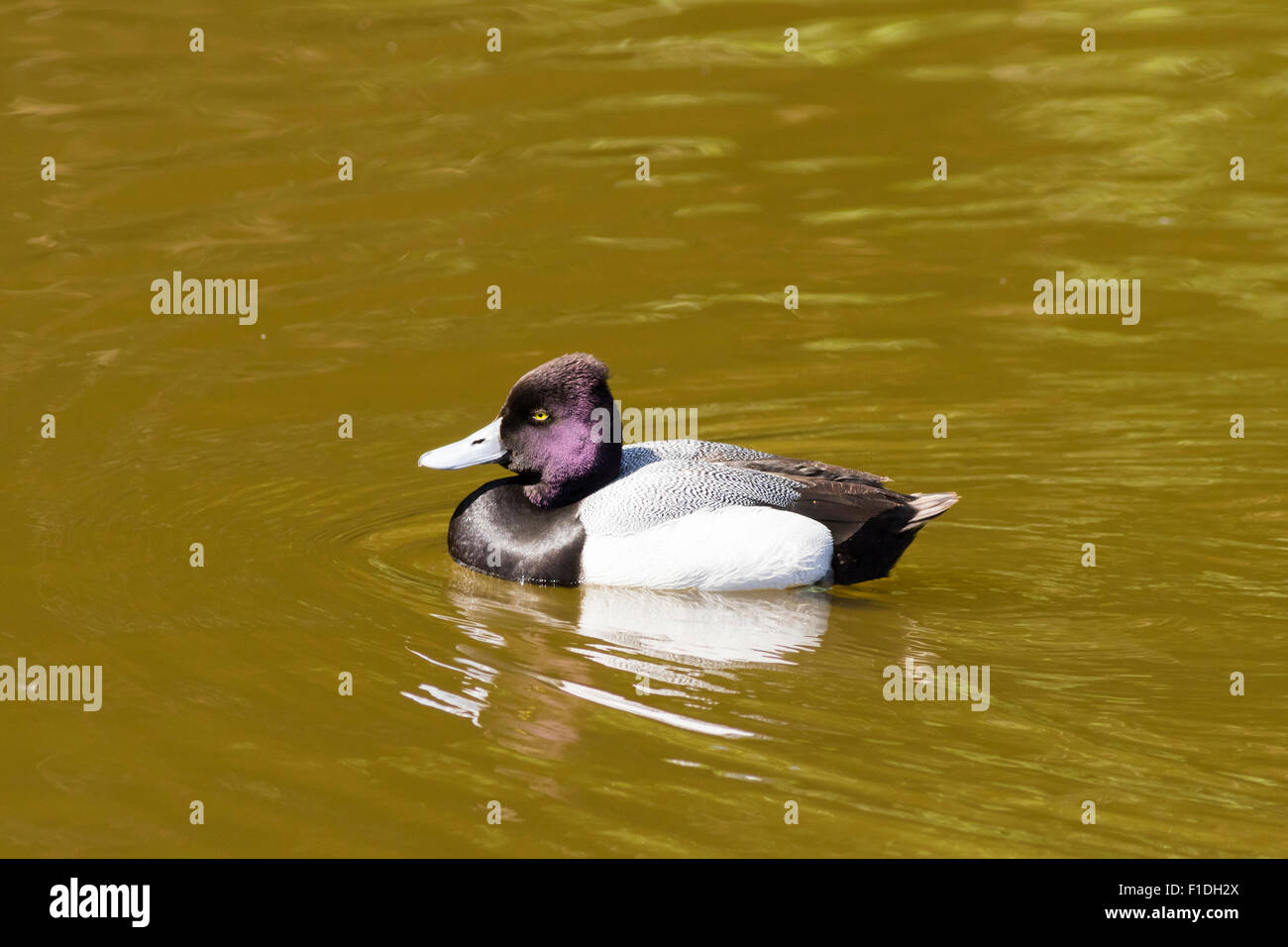 Moretta - Aythya fuligula, nuoto sulle sponde di un lago. Foto Stock