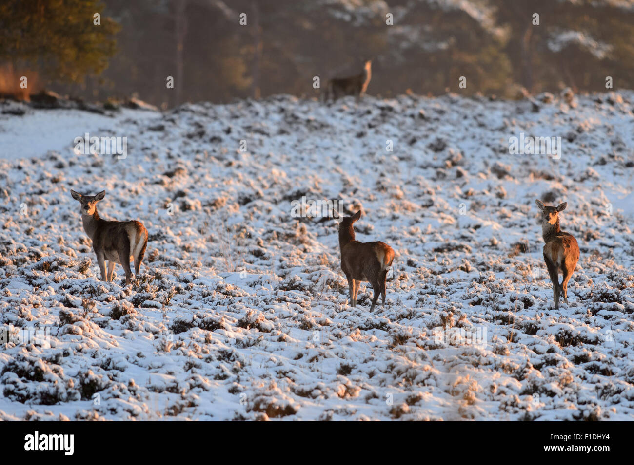Un gruppo femminile di cervi nella neve sul moor Foto Stock