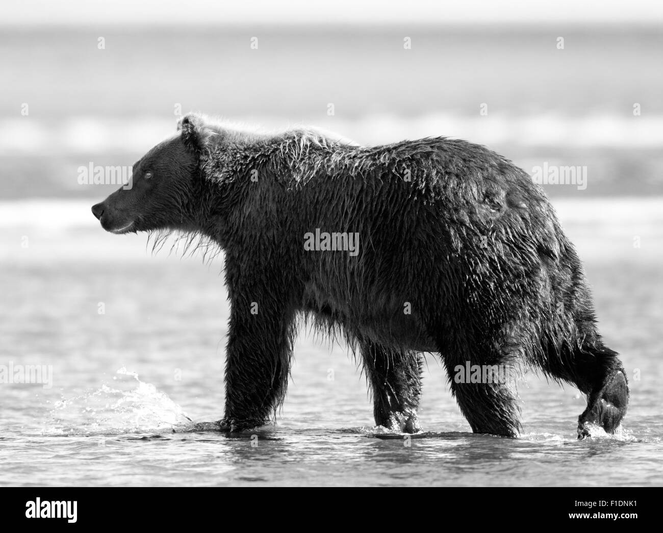 Alaskan Orso grizzly in B&W Foto Stock