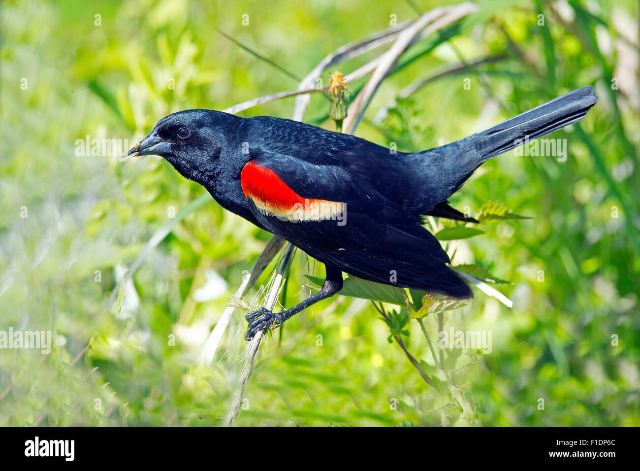 Maschio rosso-winged Blackbird su un ramo Foto Stock