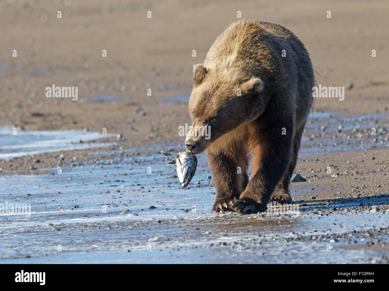 Alaska Brown Bear che tiene la testa di pesce Foto Stock