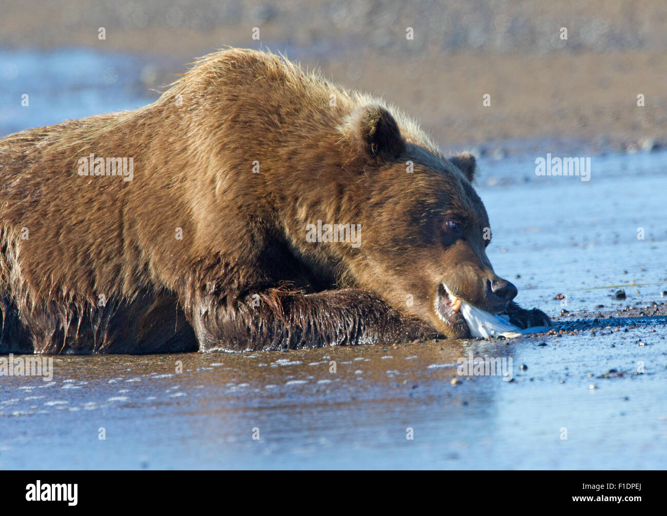 Alaskan Orso grizzly munching su una testa di pesce Foto Stock