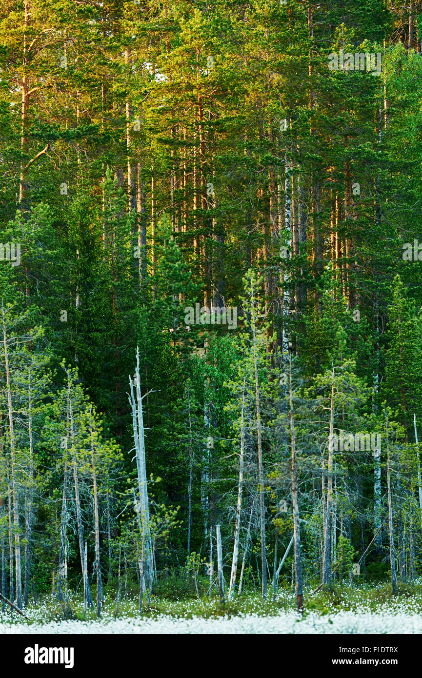 Bella foresta finlandese all'alba in verticale Foto Stock