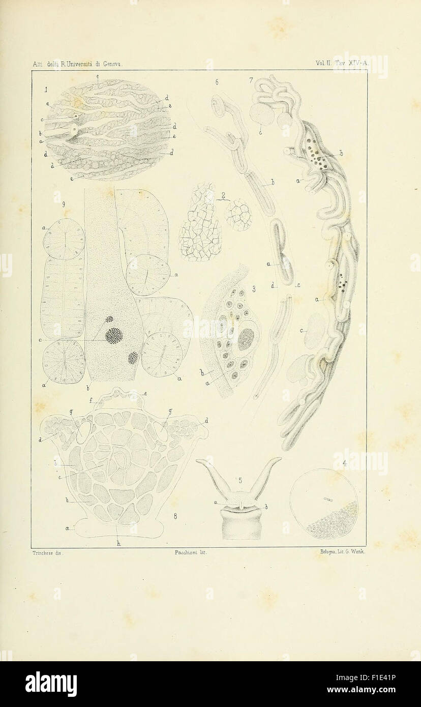 AEolididae e famiglie affini del porto di Genova (piastra XIV-A) Foto Stock