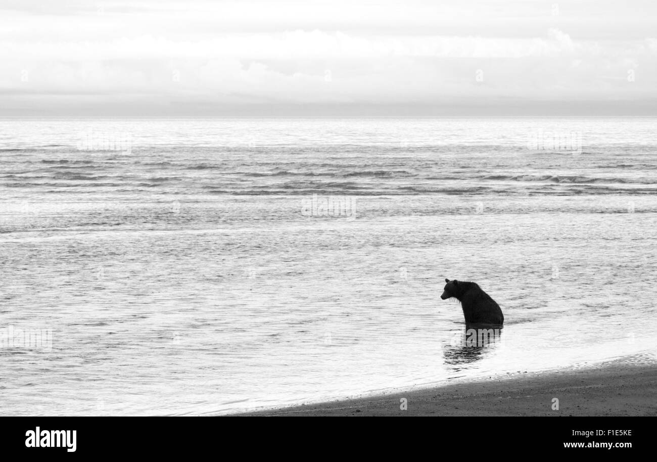Alaskan Orso grizzly seduto in Ocean immagine in bianco e nero Foto Stock