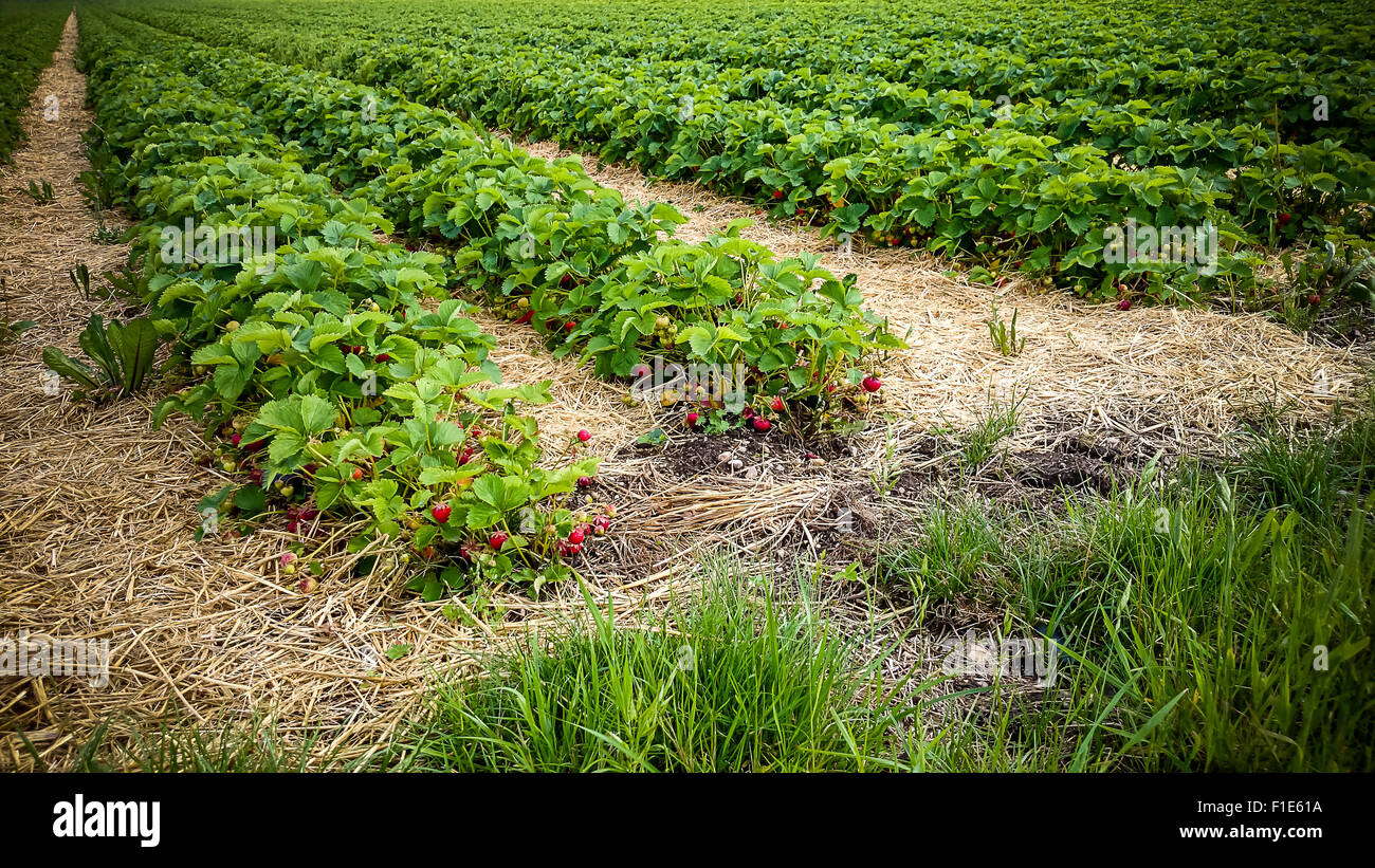 Campo di fragole con bacche mature come sfondo, vista dall'alto Foto Stock
