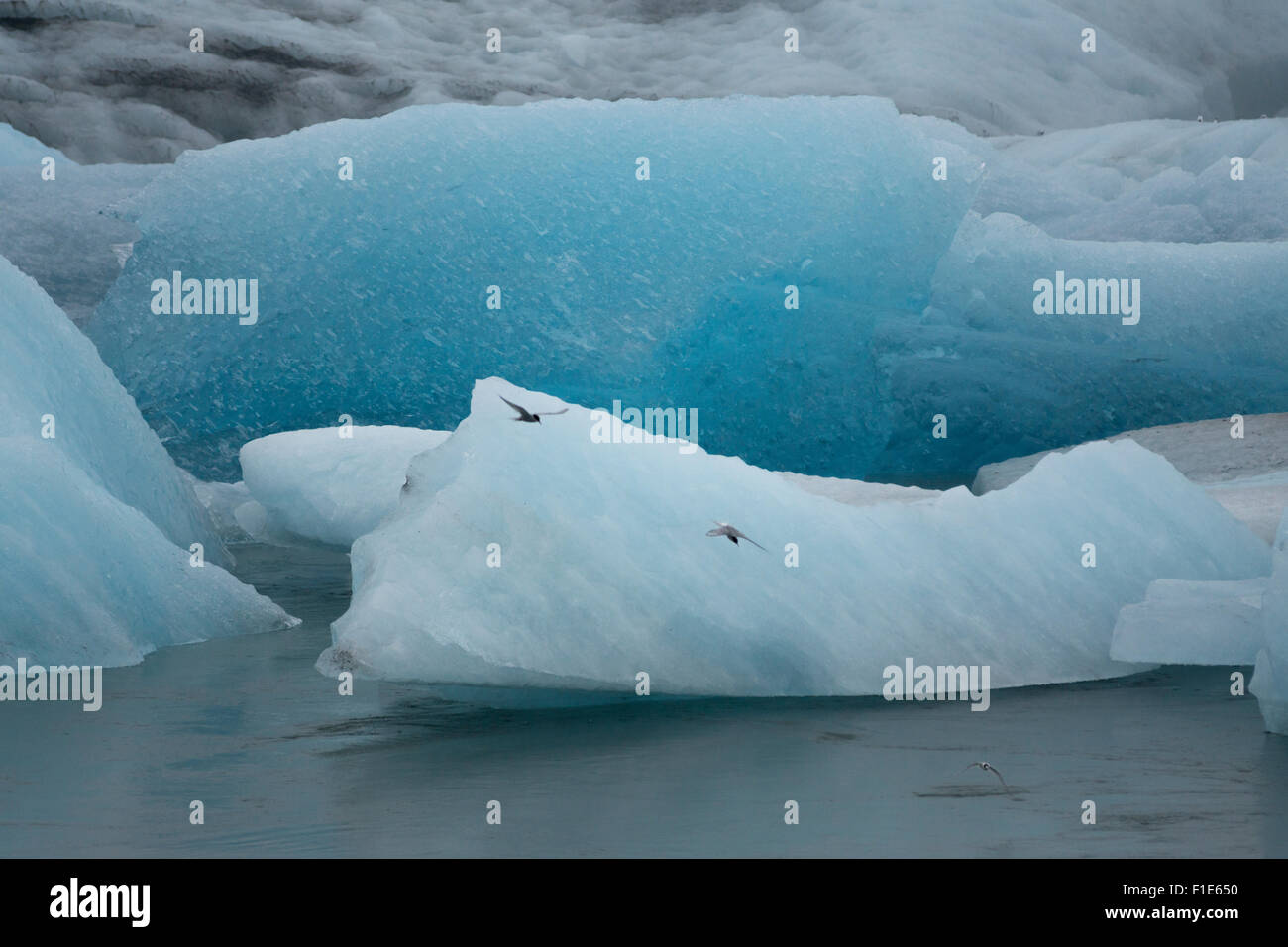 Le sterne artiche volano tra iceberg nella laguna glaciale di Jokulsarlon, Islanda Foto Stock