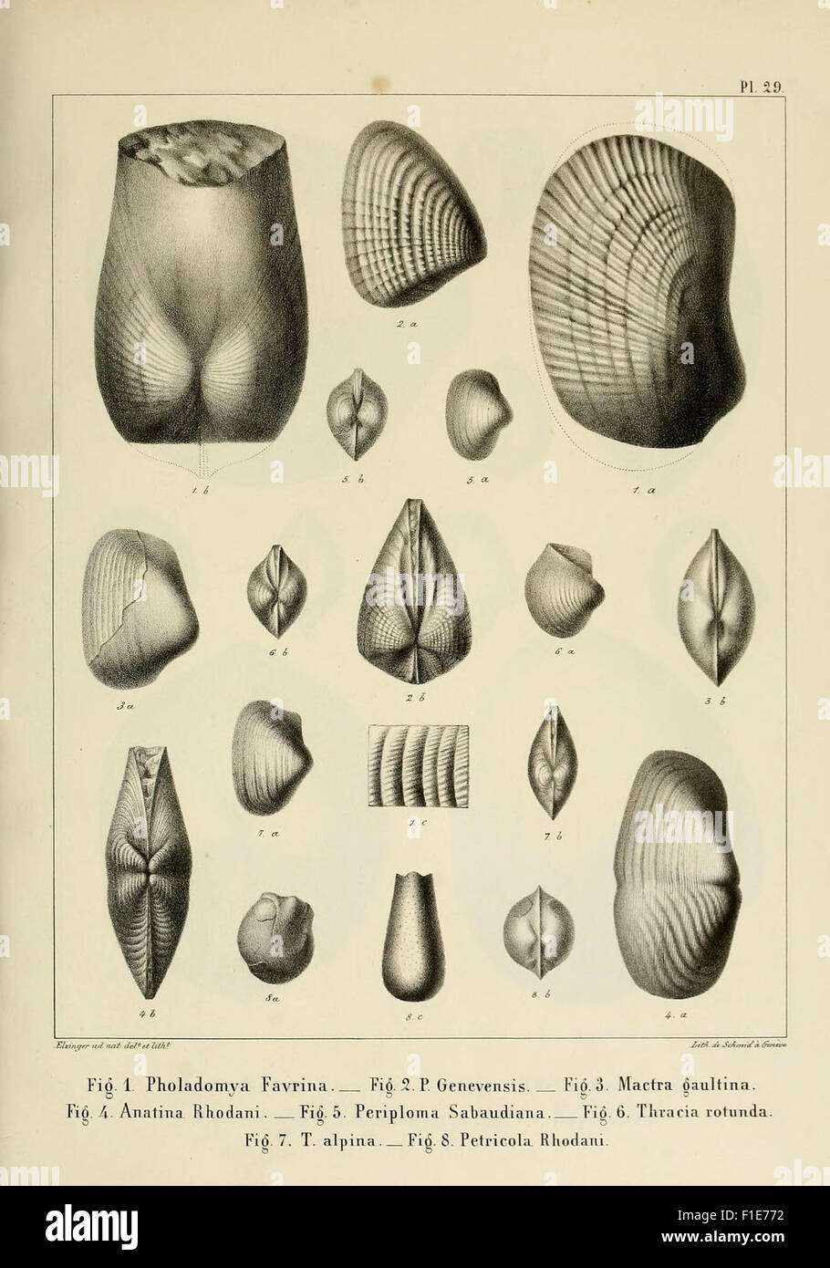 Descrizione des mollusques fossiles qui se trouvent dans les grès verts des dintorni de Genève Foto Stock