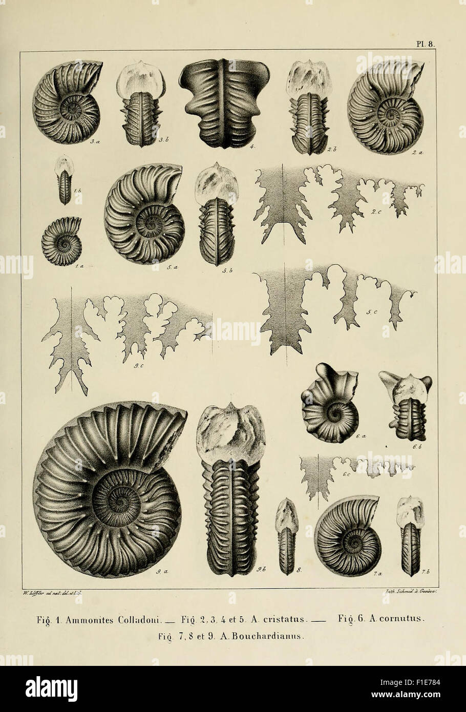 Descrizione des mollusques fossiles qui se trouvent dans les grès verts des dintorni de Genève Foto Stock