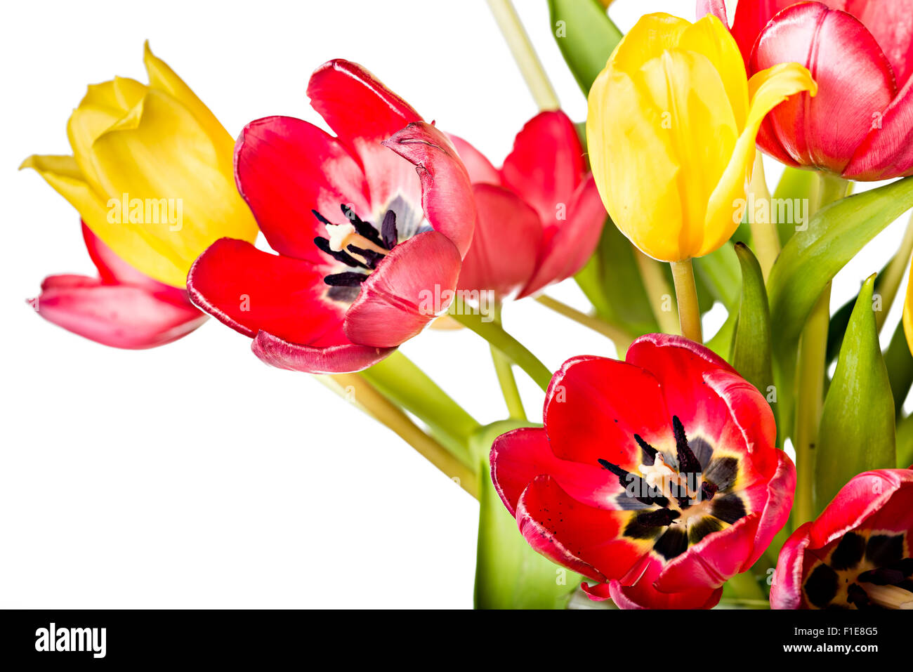 Tulipani freschi fiori in un colorato bouquet di primavera, isolato su sfondo bianco Foto Stock