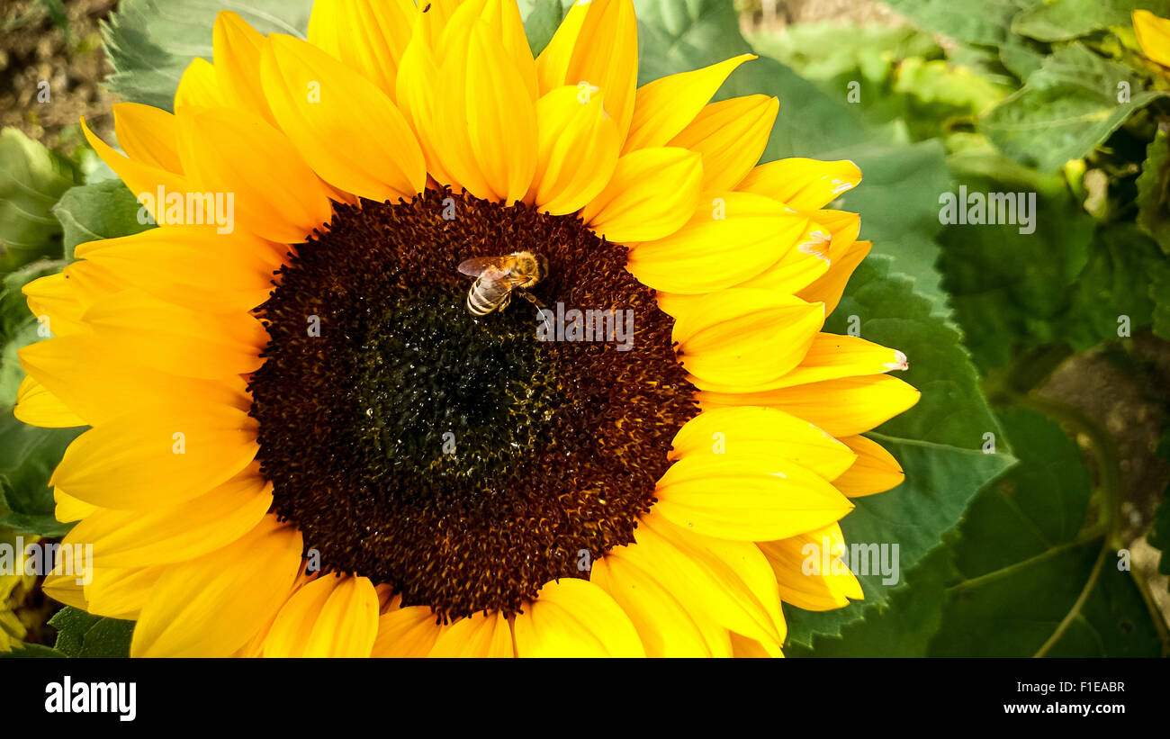 Ape su girasole, raccogliendo il polline, vista dall'alto Foto Stock