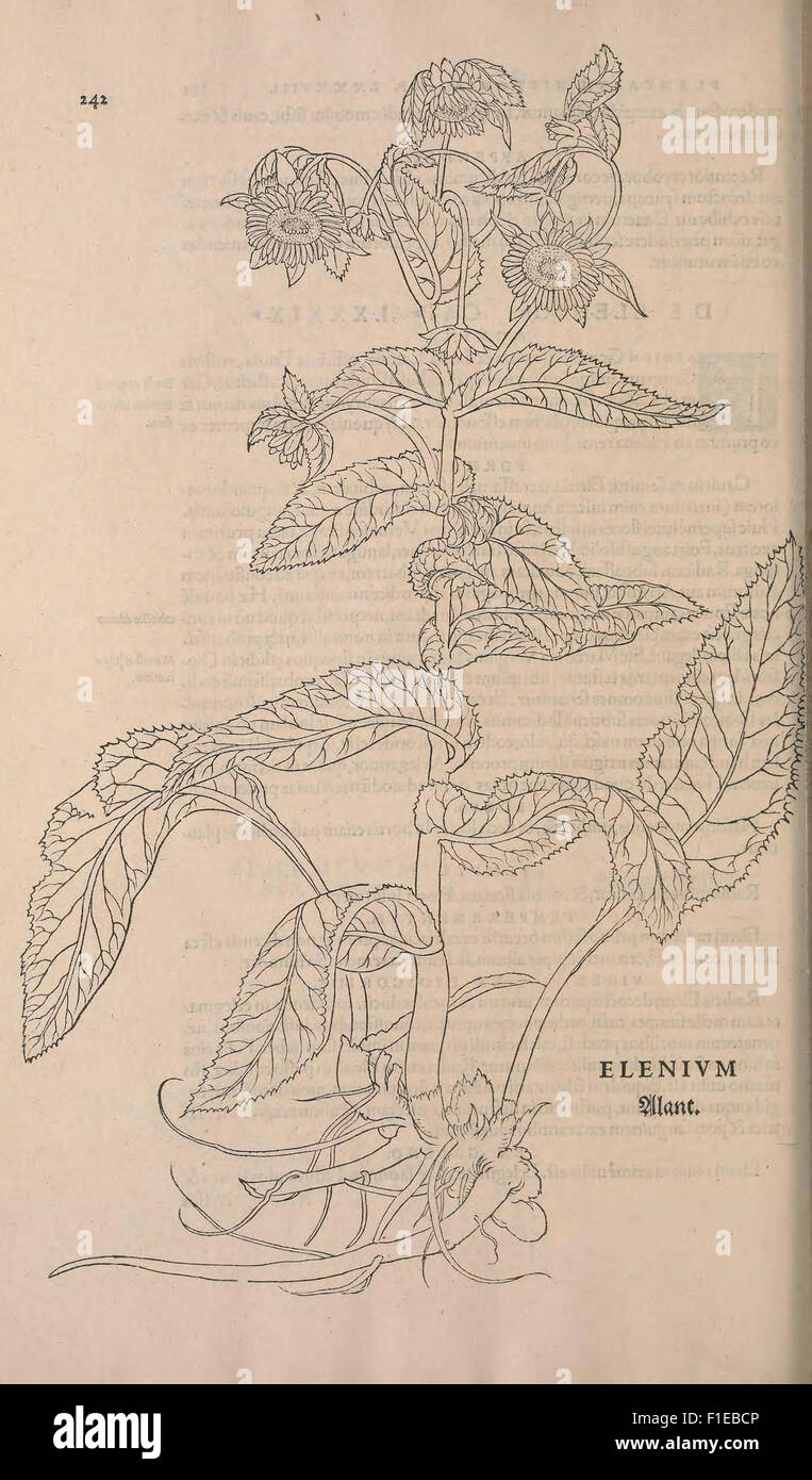 *De Historia Stirpium Commentarii Insignes* è un'opera botanica che fornisce le prime descrizioni e illustrazioni di varie specie vegetali, comprese le piante medicinali, prima della classificazione formale di Linneo. Il lavoro è un importante riferimento nello studio della tassonomia vegetale e della medicina erboristica. Foto Stock