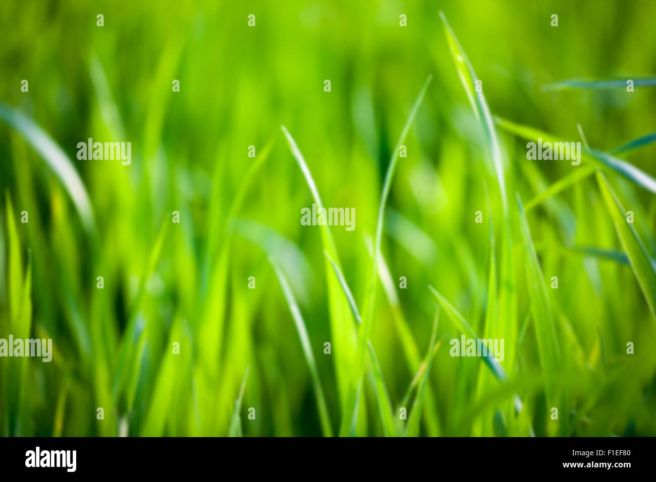 Sfocare lo sfondo di erba verde Foto Stock