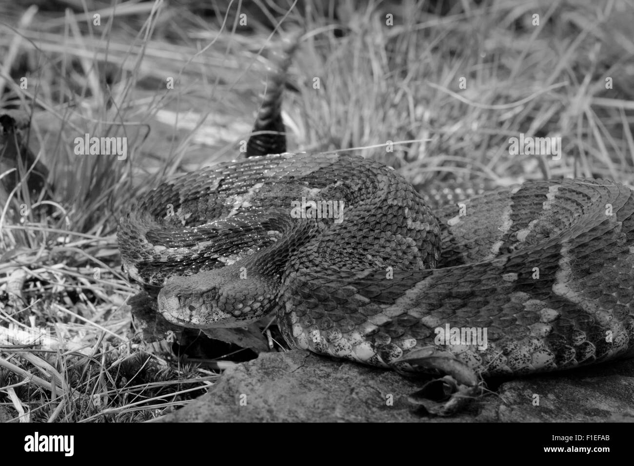 Legname rattlesnake in bianco e nero - Crotalus horridus Foto Stock