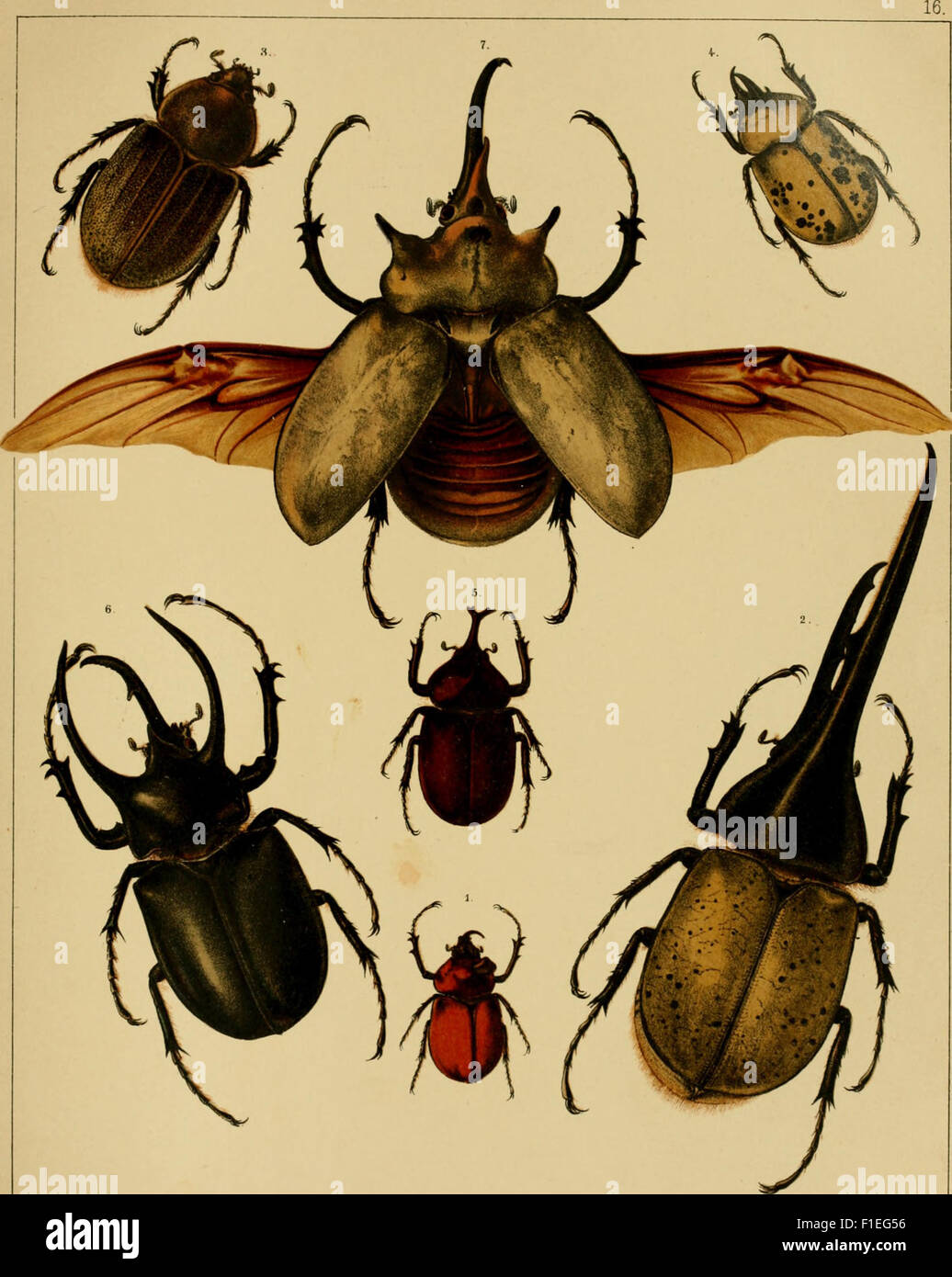 Die Käfer exotischen in Wort und Bild (1908) Foto Stock