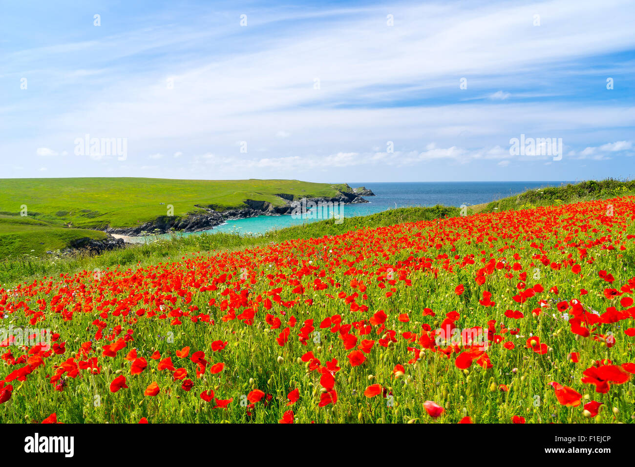 Campo di Papaveri e fiori selvatici al di sopra di Porth scherzo spiaggia vicino a Newquay Cornwall Inghilterra UK Europa Foto Stock