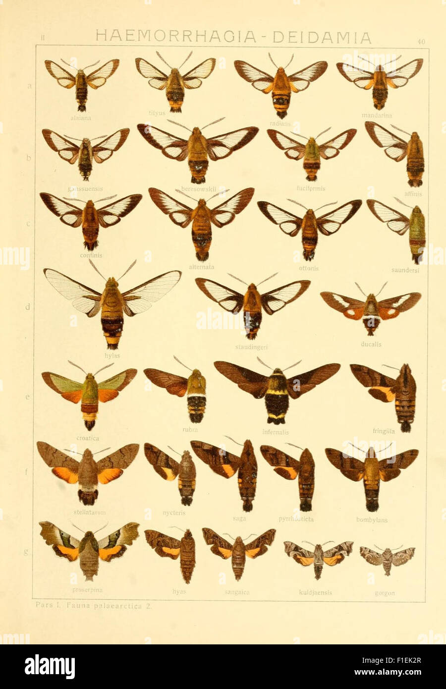 Die Gross-Schmetterlinge der Erde (TAF. 40) Foto Stock