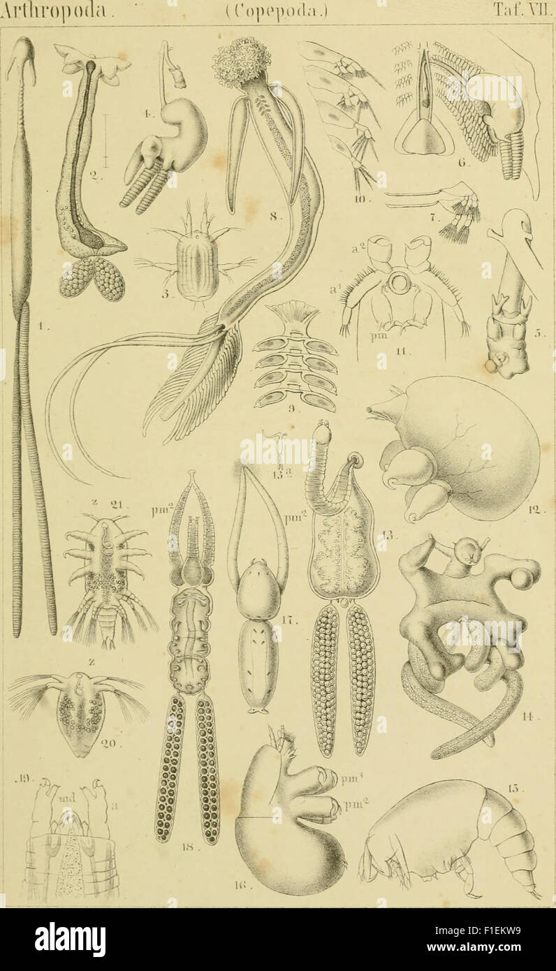 Die Klassen und Ordnungen der Arthropoden - wissenschaftlich dargestellt in Wort und Bild (1866) Foto Stock