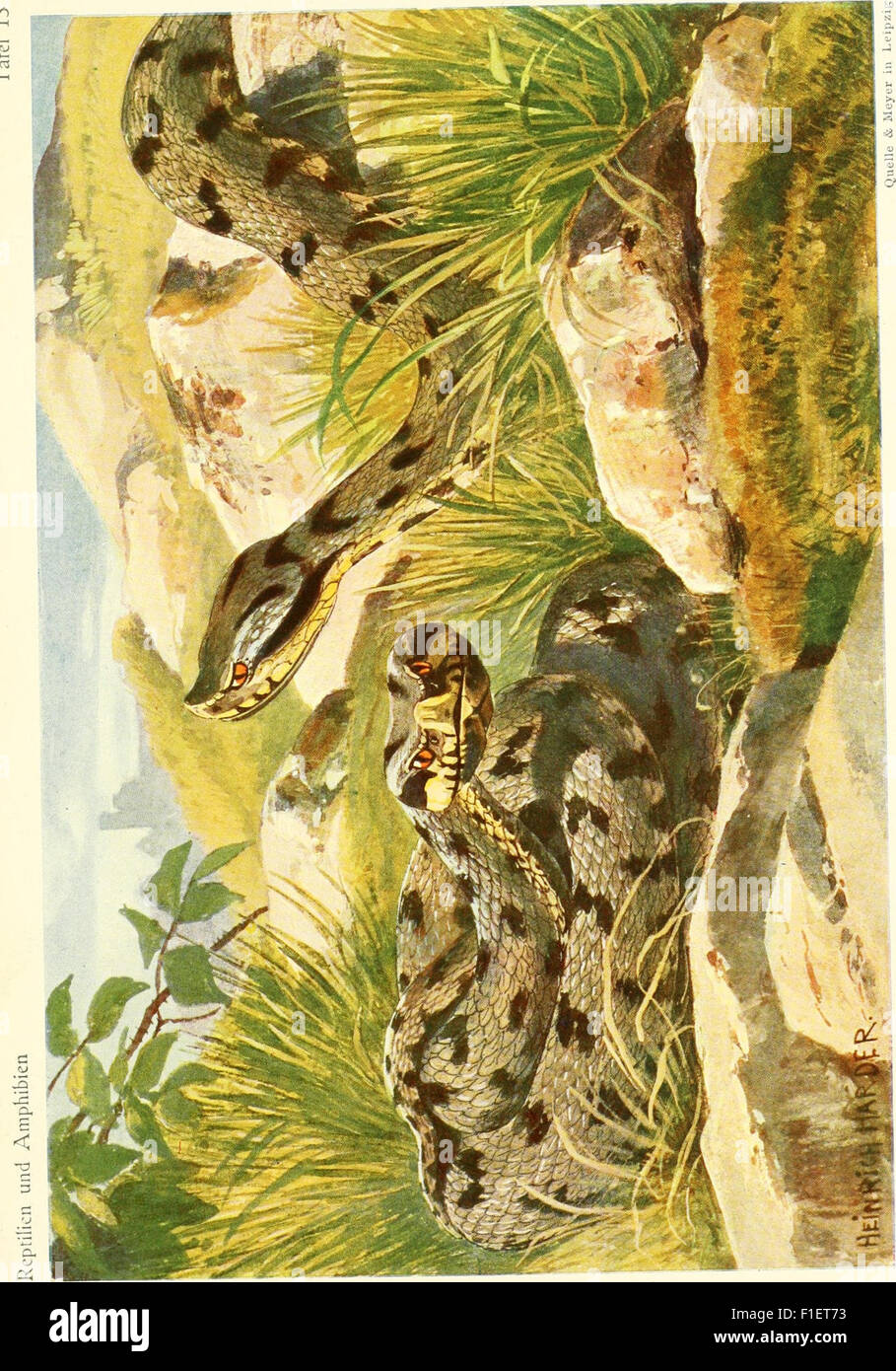 Die Reptilien und Amphibien mitteleuropas (1912) Foto Stock
