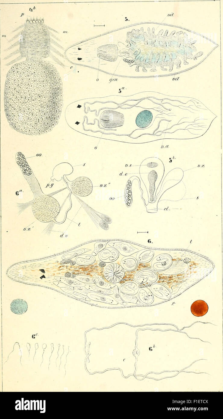 Die rhabdocoelen strudelwürmer (rhabdocoela Turbellaria) des wassers süssen (1848) Foto Stock