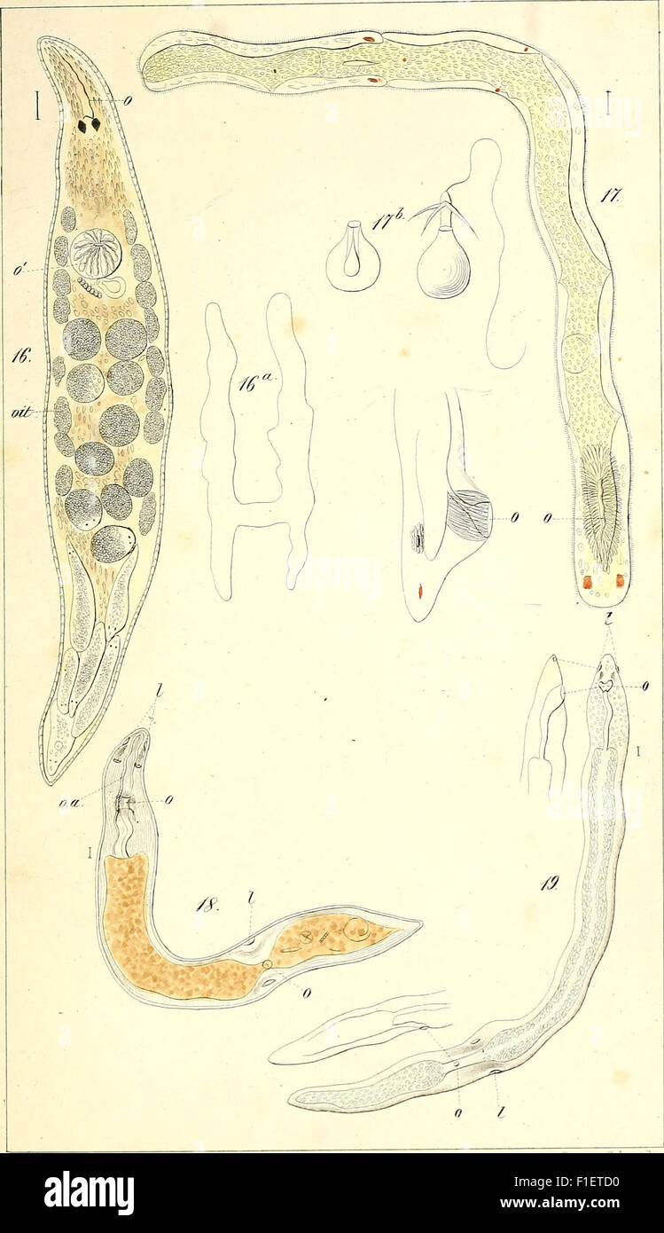 Die rhabdocoelen strudelwürmer (rhabdocoela Turbellaria) des wassers süssen (1848) Foto Stock