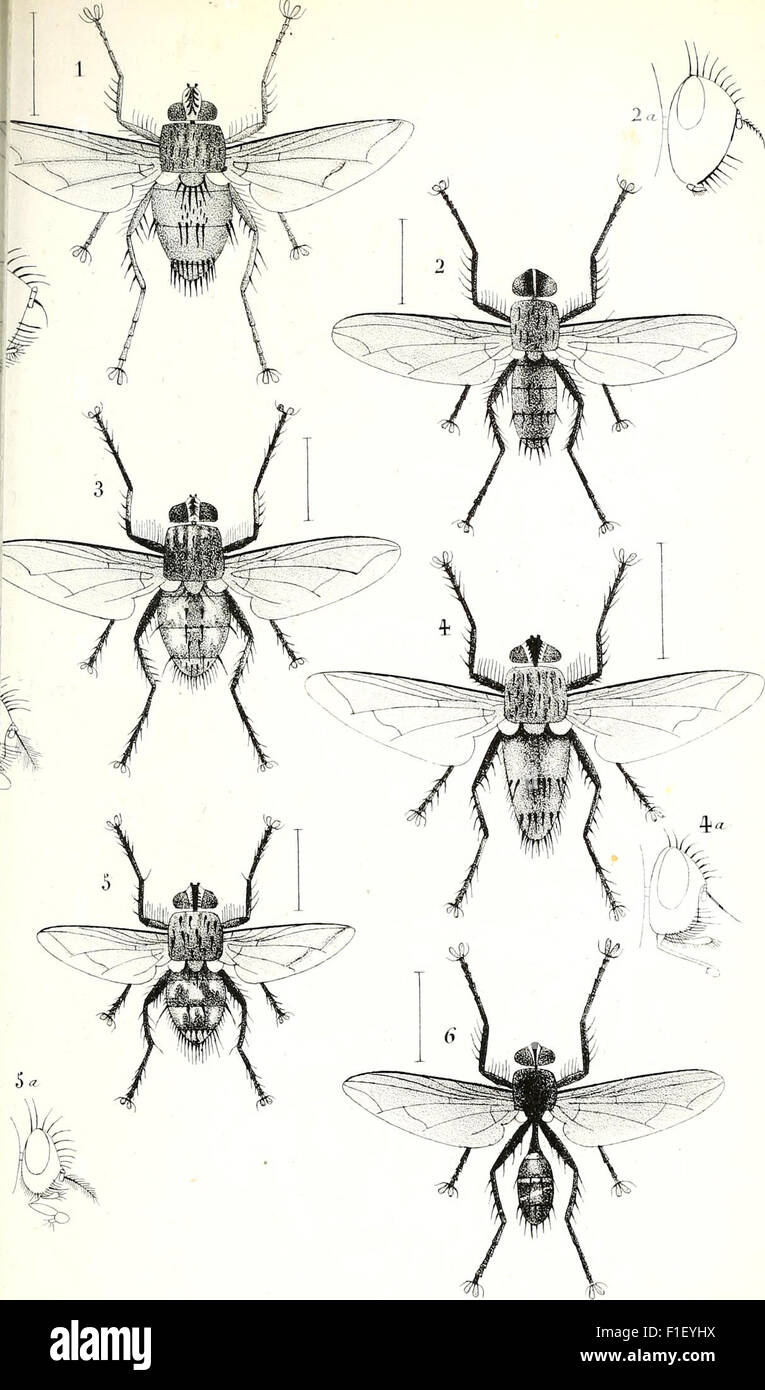 Diptères exotiques nouveaux ou peu connus (1838) Foto Stock