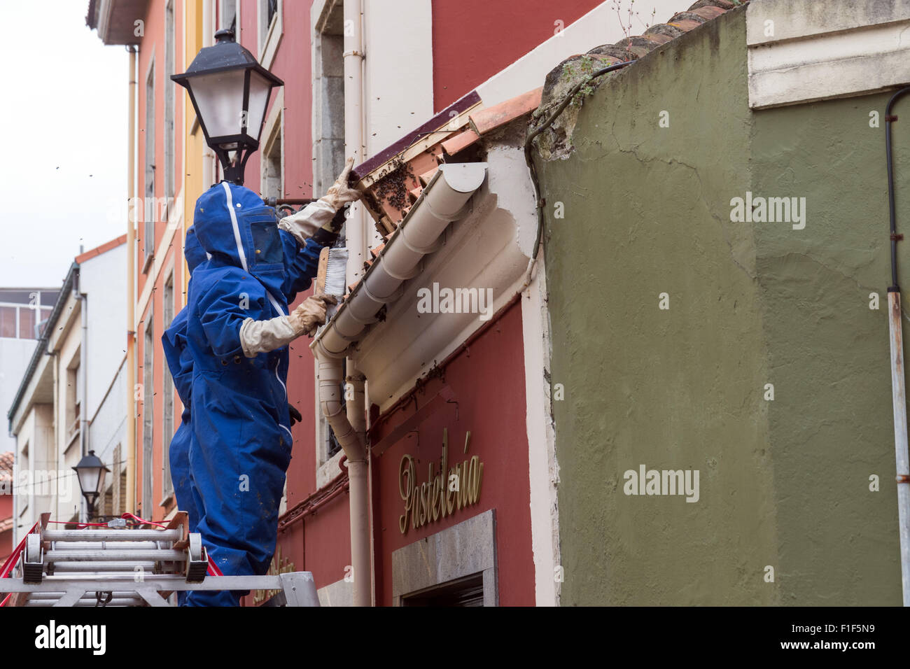 Lavoratori trattare con uno sciame di api nel villaggio di Luanco in Asturias Foto Stock