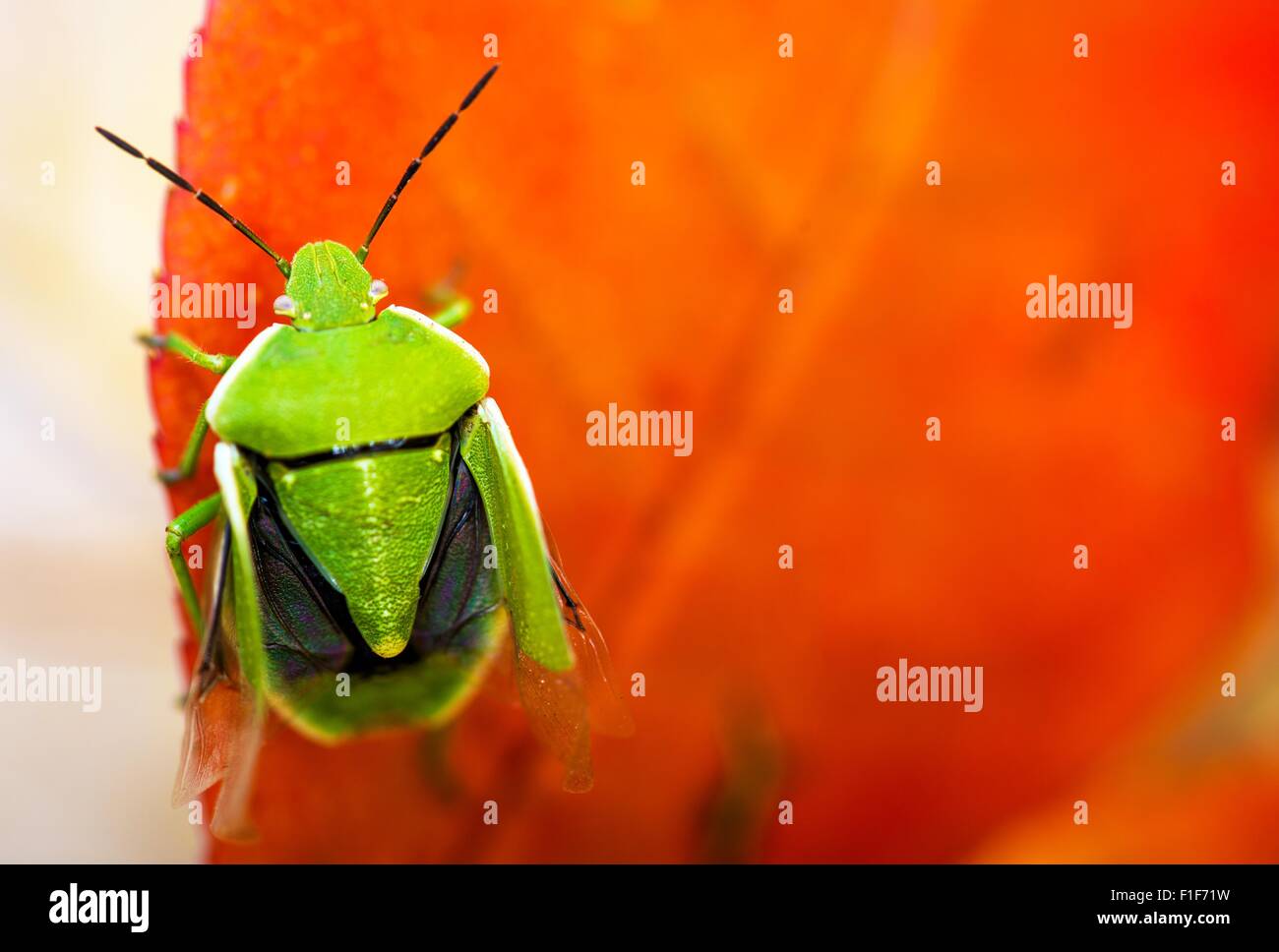 Il fetore Bug Closeup. Green Stink Bug sulla foglia rossa la fotografia macro. Foto Stock