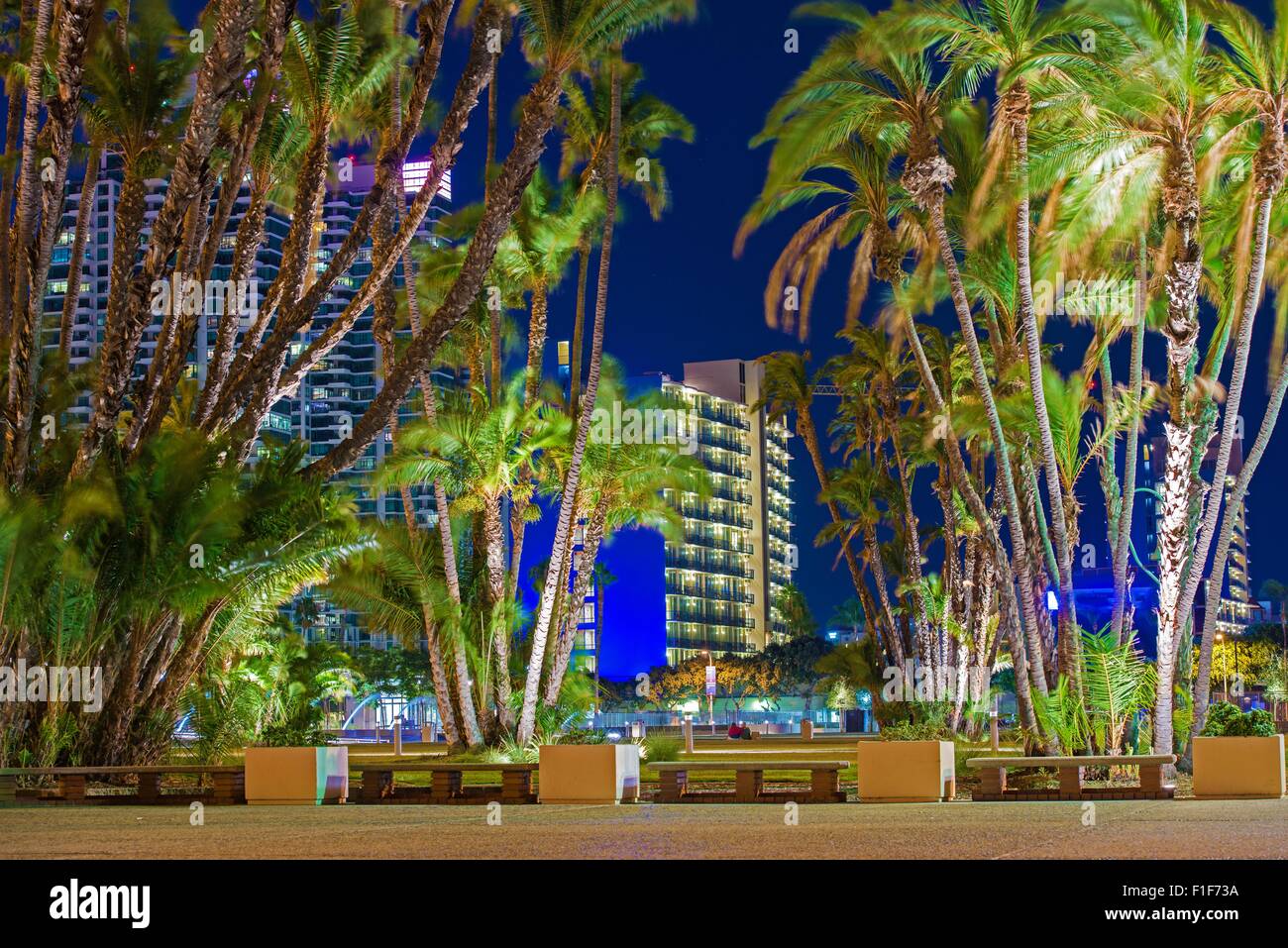 San Diego City Palme. Il centro cittadino di San Diego di notte. In California, Stati Uniti d'America Foto Stock
