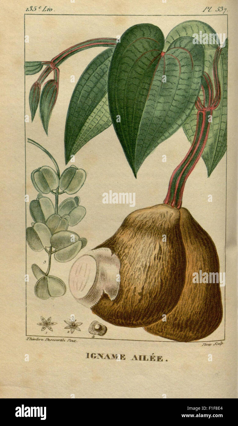 "Flore Médicale des Antilles" è un'opera botanica incentrata sulle piante medicinali che si trovano nelle Indie occidentali. Comprende descrizioni dettagliate e usi delle piante locali in medicina e nella vita quotidiana durante il XIX secolo. Foto Stock