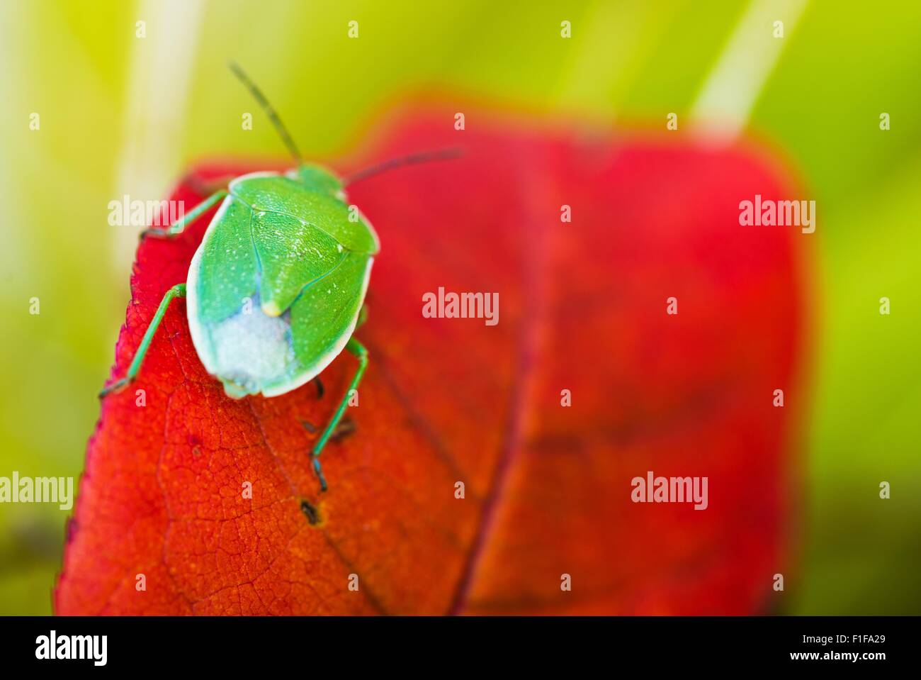 Green Stink Bug nella fotografia macro. Green Stink Bug ( Chinavia Hilaris ) o soldato verde Bug sul Red Leaf. Foto Stock