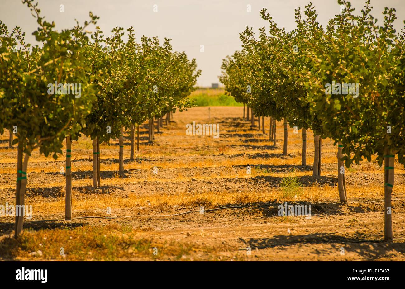 California frutteti biologici. Orchard Lane nella stagione estiva. Foto Stock