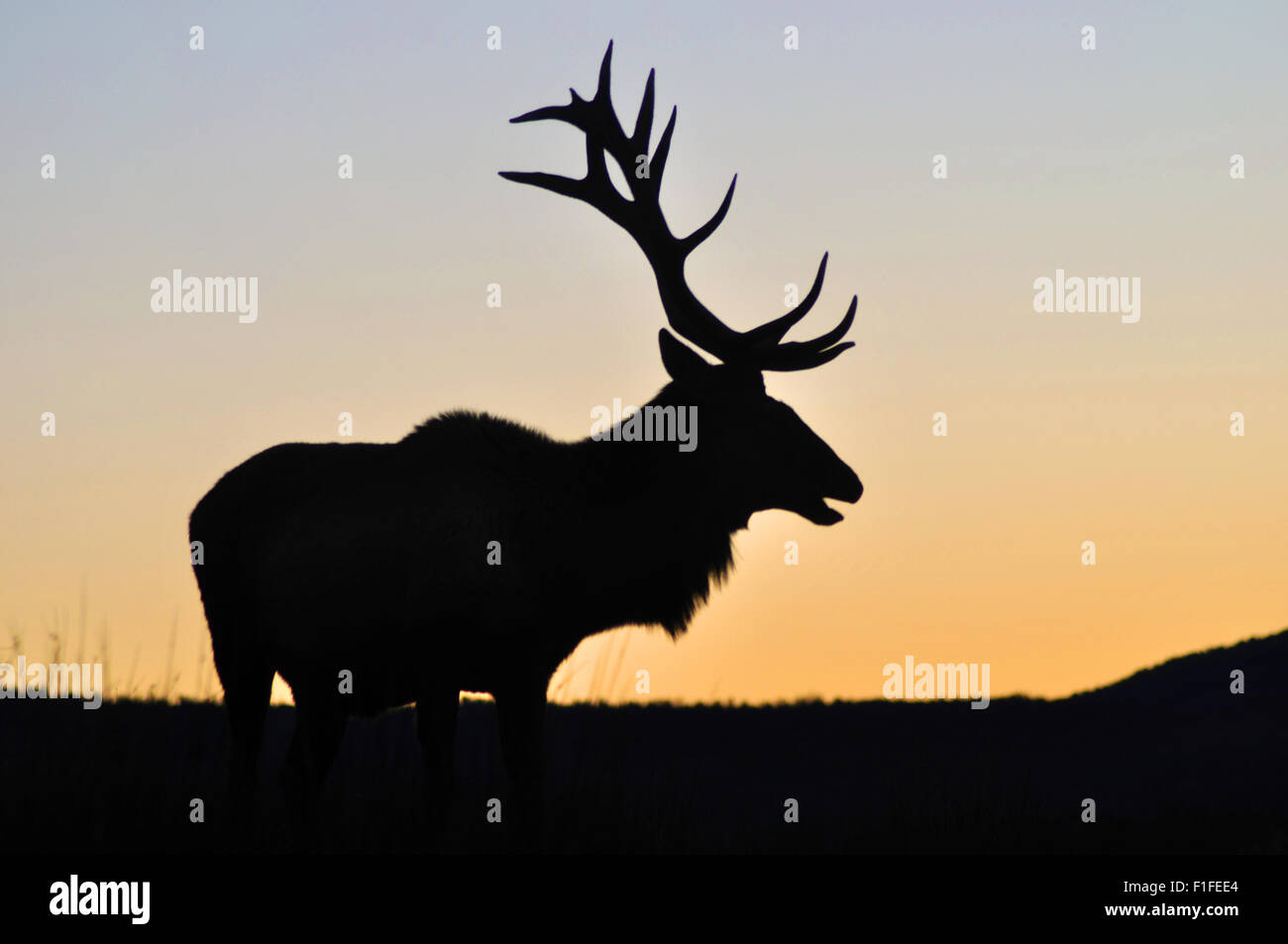 Elk stag al tramonto, nella costa occidentale dell'Isola del Sud, Nuova Zelanda Foto Stock