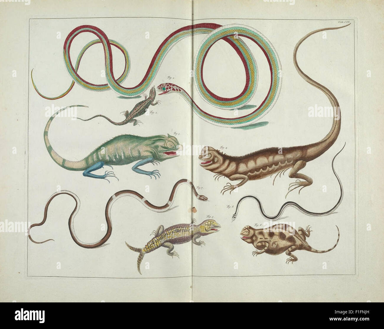 Questo primo lavoro di storia naturale offre descrizioni dettagliate e intricate illustrazioni di varie specie, documentando il mondo naturale prima che fosse istituito il sistema formale di classificazione di Linneo. Foto Stock